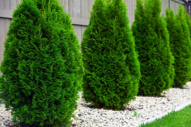 Increase Your Arborvitae Planting Business with an AI Driven, Targeted Website