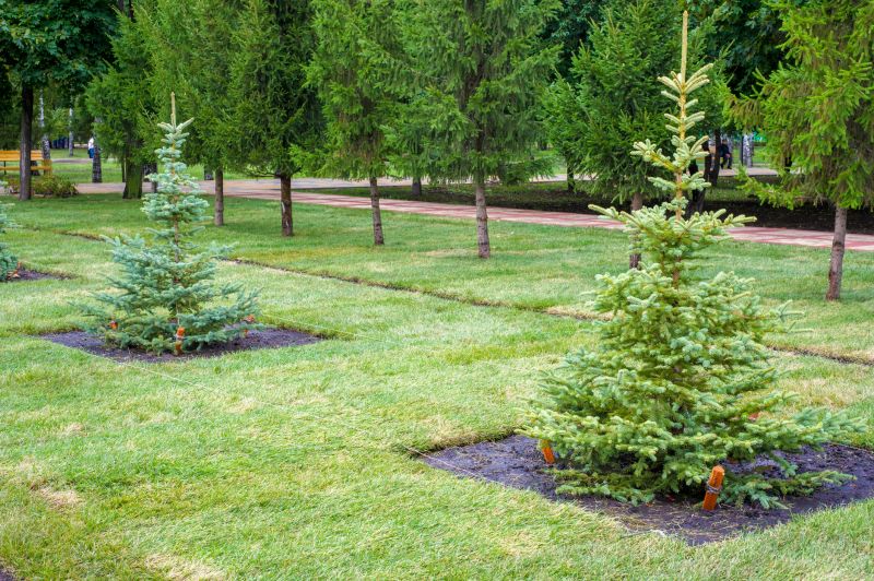 Arborvitae Landscaping