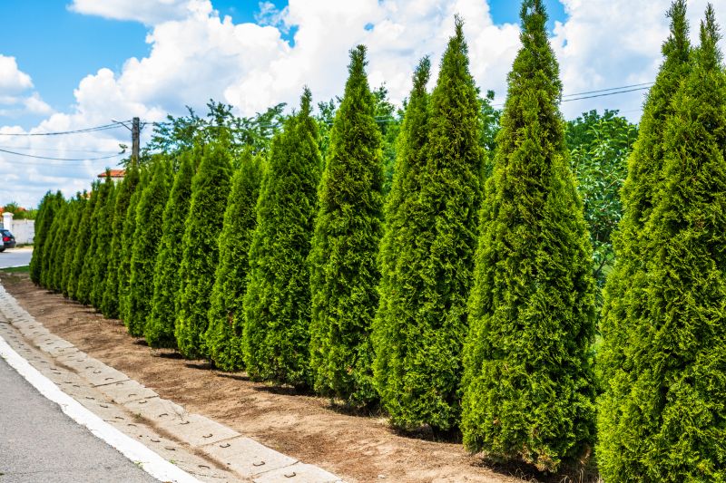 Healthy Arborvitae in Spring