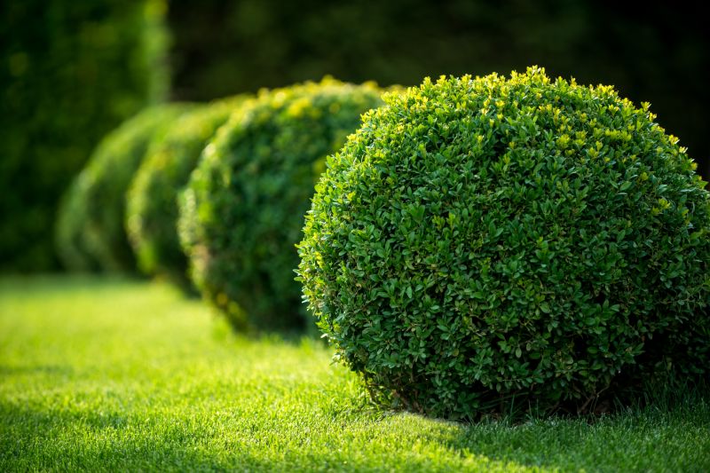 Boxwood Planting in Ventura County, CA
