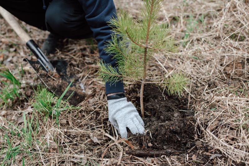 Japanese Maple Planting in Ventura County, CA