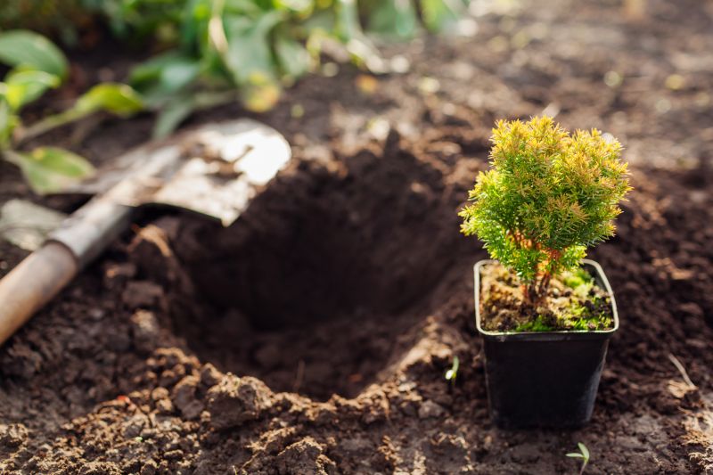 Increase Your Arborvitae Planting Business with an AI Driven, Targeted Website