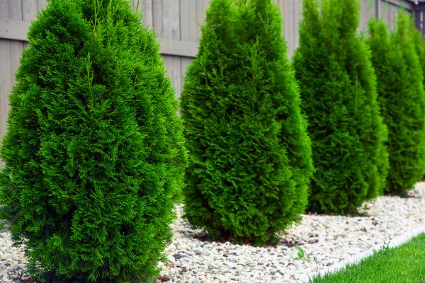 Arborvitae Hedge Trimming